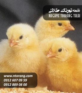 فروش جوجه یکروزه گوشتی نژاد راس